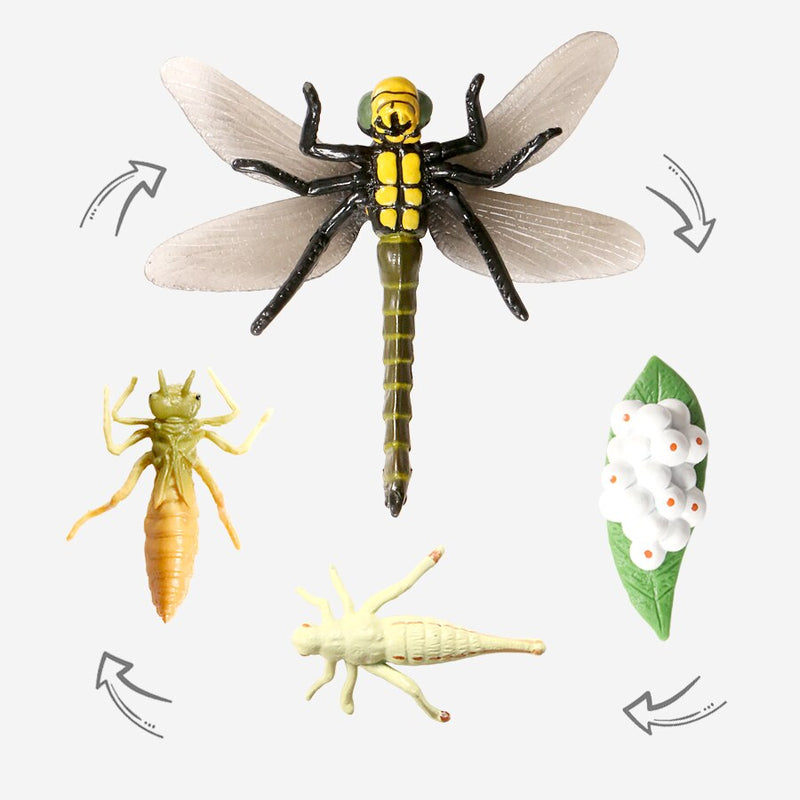 Explore the Fascinating World of Insect Life Cycles with Growth Cycle