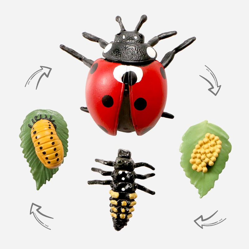 Explore the Fascinating World of Insect Life Cycles with Growth Cycle