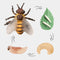 Explore the Fascinating World of Insect Life Cycles with Growth Cycle