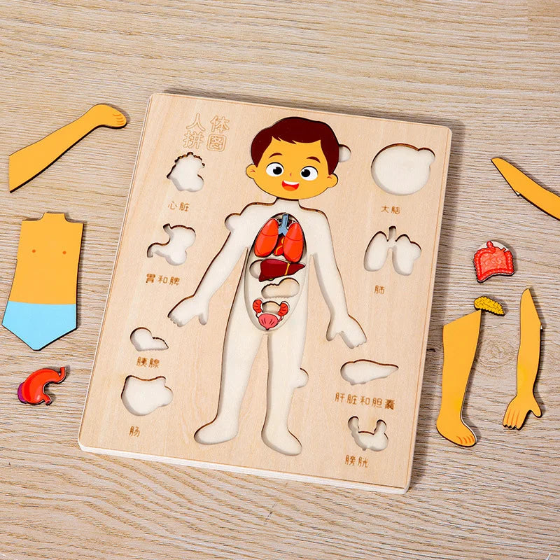 Kids Wooden Montessori Toys Human Body Organs Puzzles