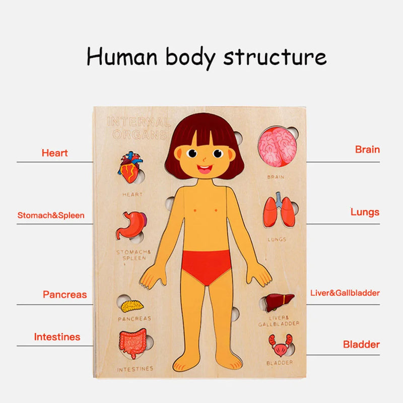 Kids Wooden Montessori Toys Human Body Organs Puzzles